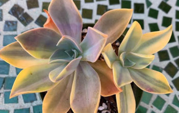Graptoveria 'Fred Ives' f. variegata Graptoveria 'Fred Ives' f. variegata
