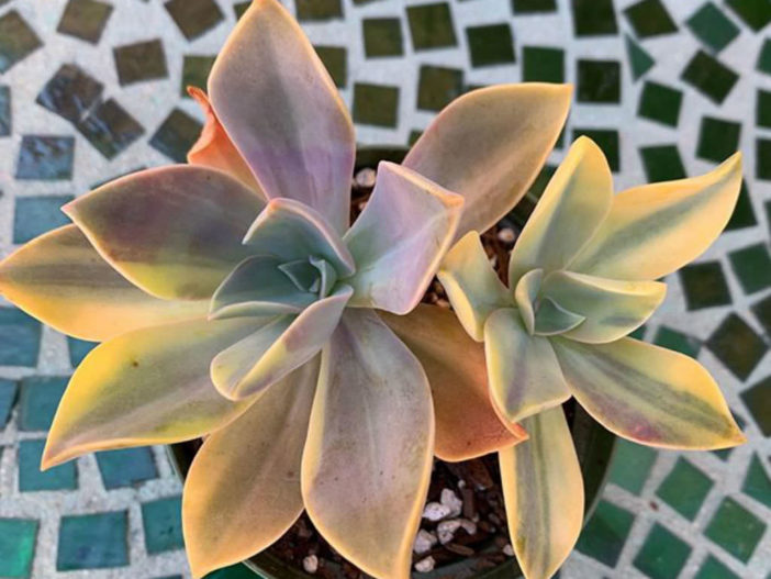 ×Graptoveria 'Fred Ives Variegata'