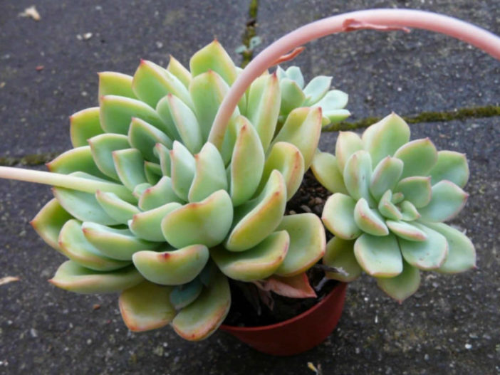 Graptoveria 'Worthy One'