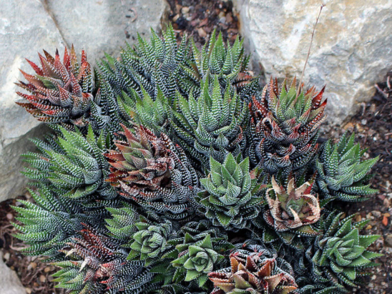 Grow and Care Haworthiopsis (Haworthiopsis coarctata)