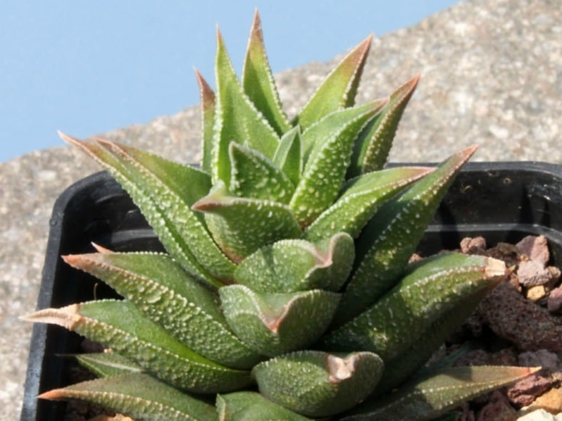 Haworthiopsis tortuosa aka Haworthia tortuosa