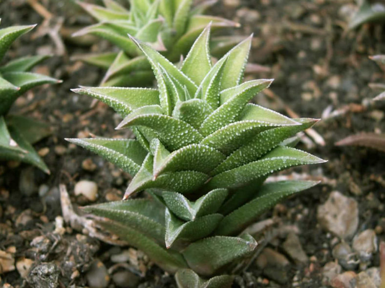 Haworthiopsis tortuosa aka Haworthia tortuosa