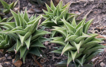 Haworthiopsis tortuosa Haworthiopsis tortuosa aka Haworthia tortuosa
