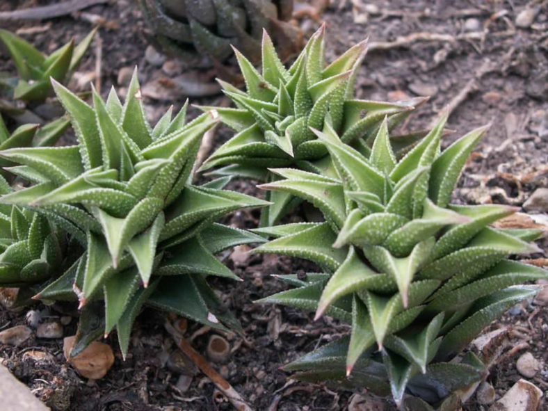 Haworthiopsis tortuosa aka Haworthia tortuosa