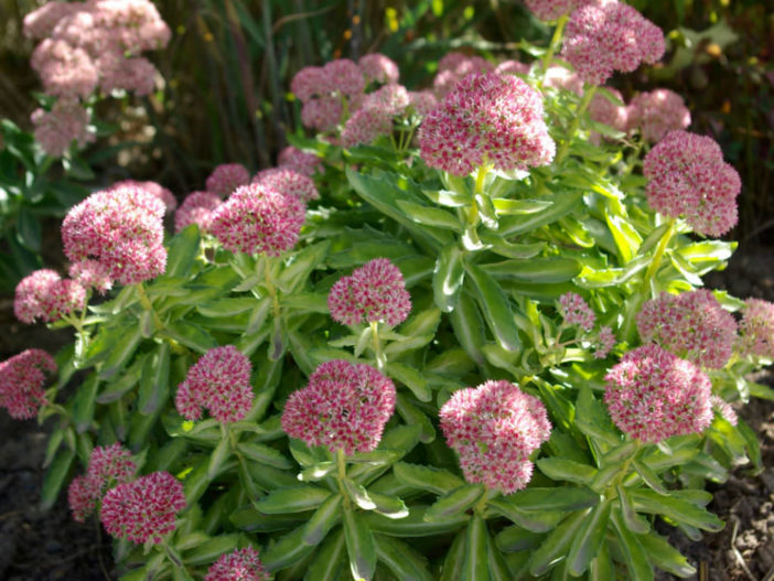 Hylotelephium 'Autumn Delight' aka Hylotelephium 'Beka' (Sedum 'Autumn Delight' aka Sedum 'Beka')