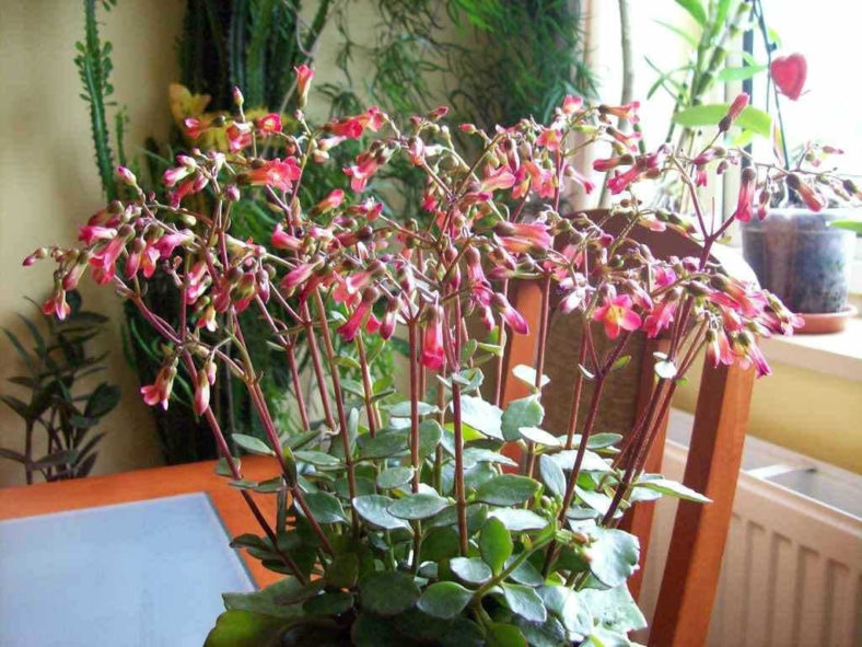 Kalanchoe 'Tessa' (Pendent Flowered Kalanchoe)