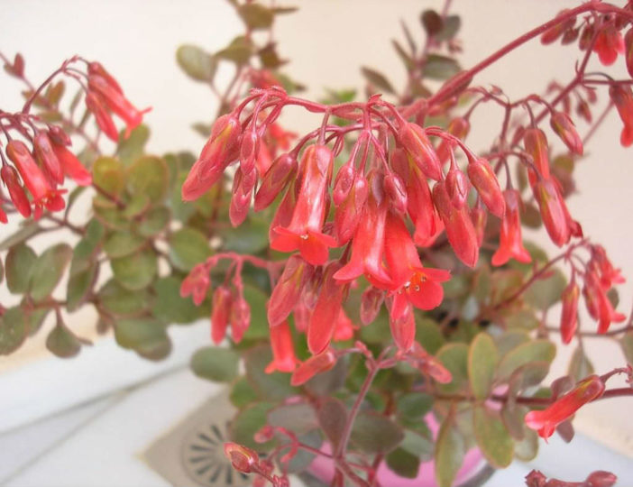 Kalanchoe 'Tessa' (Pendent Flowered Kalanchoe)