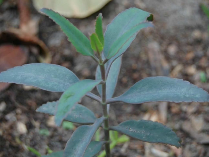 Kalanchoe rosei