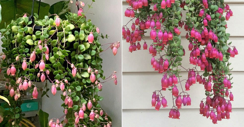 Kalanchoe uniflora (Coral Bells) World of Succulents
