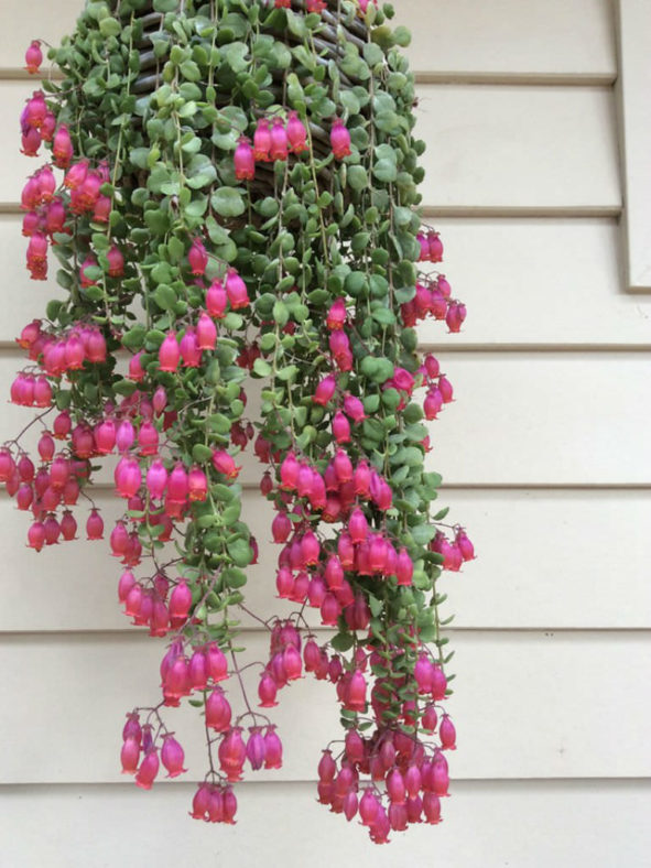 Kalanchoe uniflora (Coral Bells)