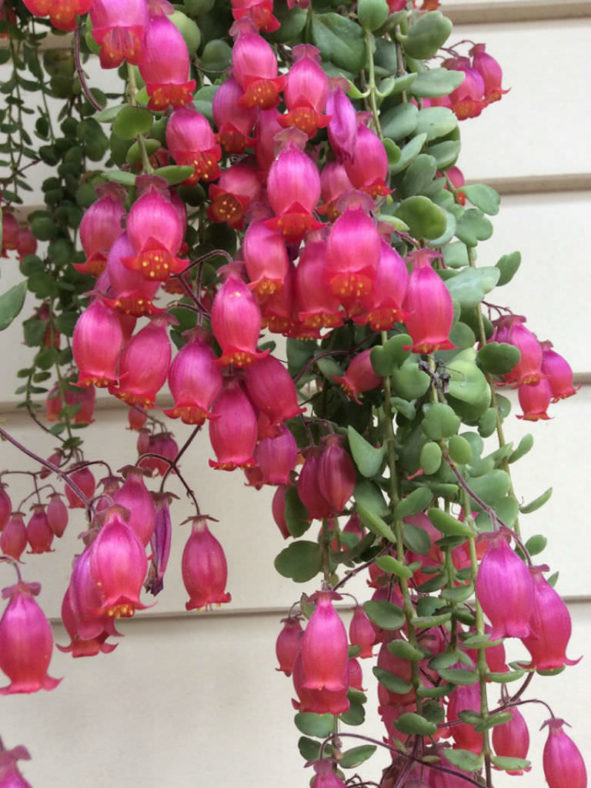 Kalanchoe uniflora (Coral Bells)