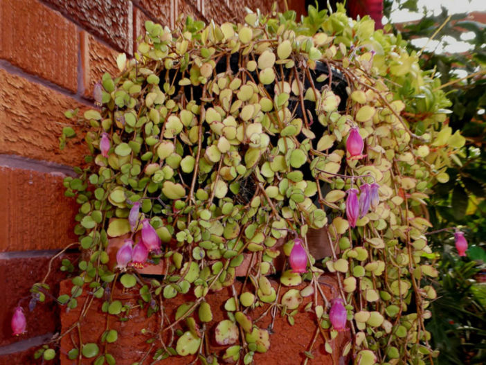 Kalanchoe uniflora (Coral Bells)