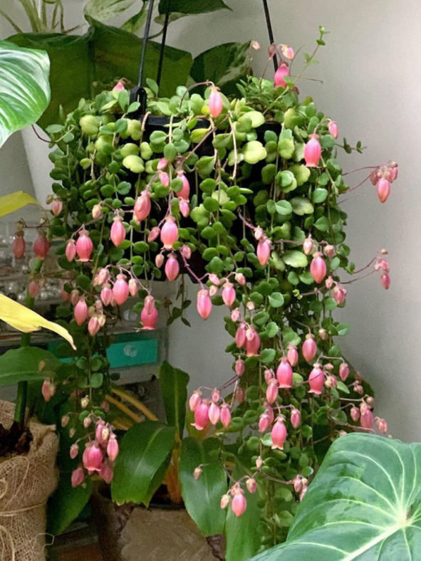 Kalanchoe uniflora (Coral Bells)