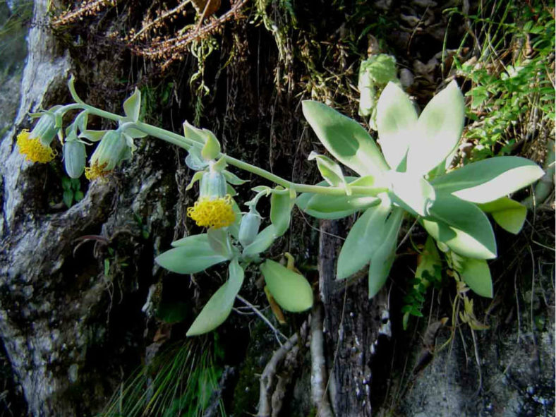 Kleinia chimanimaniensis