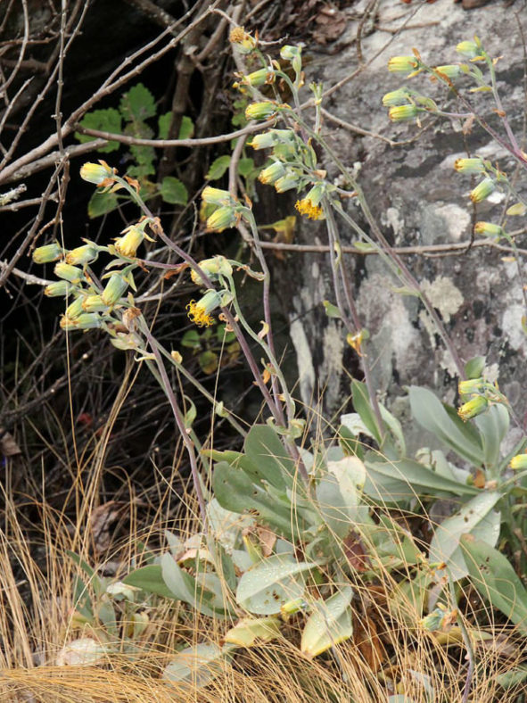 Kleinia chimanimaniensis