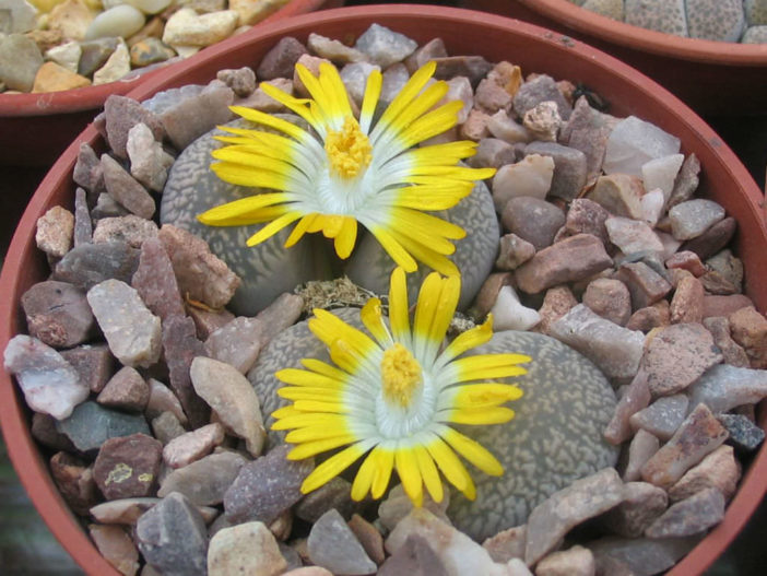 Lithops comptonii (Living Stones)