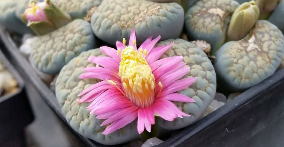 Lithops verruculosa 'Rose of Texas' | World of Succulents