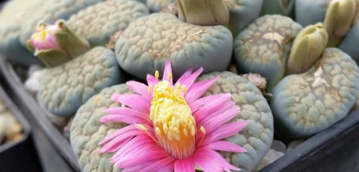 Lithops Verruculosa Cv 'Rose Del Texas' Altra Rara Cultivar Con Il - Foto 8