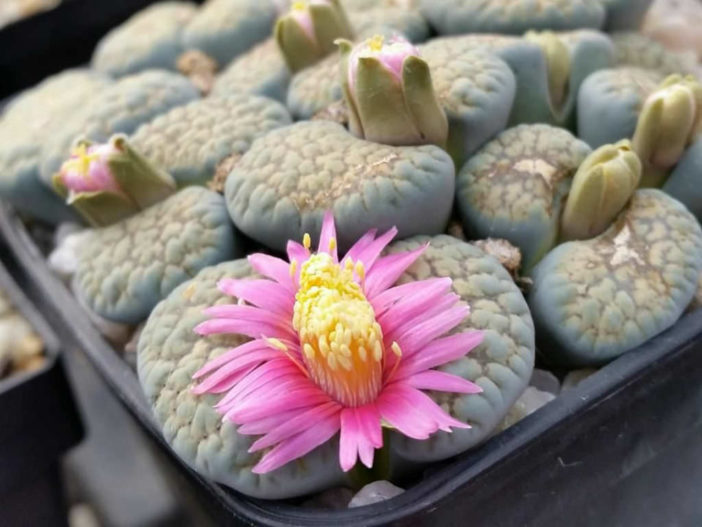 Lithops verruculosa 'Rose of Texas'