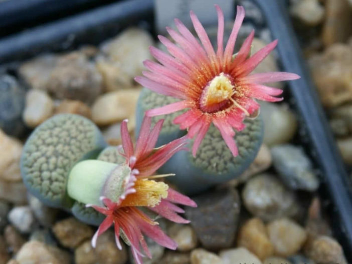 Come Prendersi Cura Del Lithops, La "pianta Sasso - Foto 7