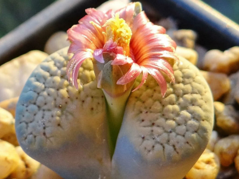 Lithops verruculosa 'Rose of Texas'