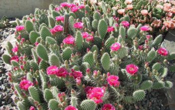 Opuntia polyacantha (Plains Prickly Pear) Opuntia polyacantha (Plains Prickly Pear)