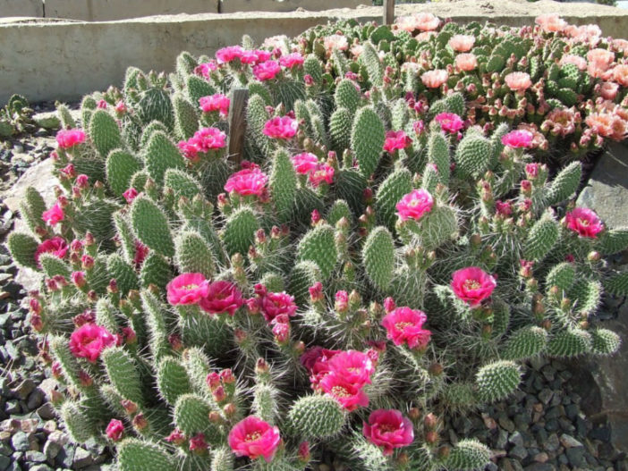 Opuntia polyacantha ابونتيا بولياكانثا Opuntia-polyacantha-Plains-Prickly-Pear4-702x527