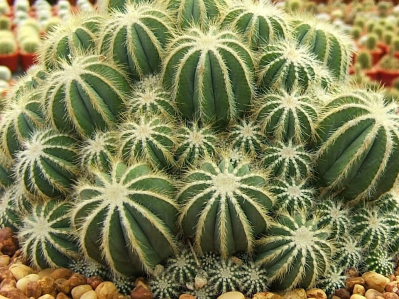 Parodia magnifica (Balloon Cactus) aka Notocactus magnificus or Eriocactus magnificus