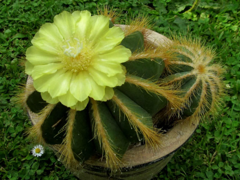 Parodia magnifica (Balloon Cactus) aka Notocactus magnificus or Eriocactus magnificus