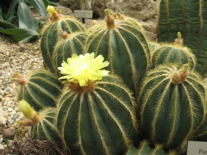 Parodia magnifica (Balloon Cactus) aka Notocactus magnificus or Eriocactus magnificus