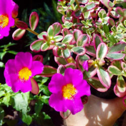 Portulaca Hana Misteria World Of Succulents