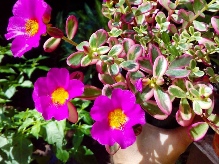 Portulaca 'Hana Misteria' - World of Succulents