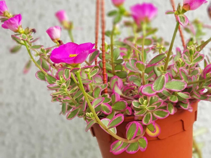 Portulaca 'Hana Misteria'