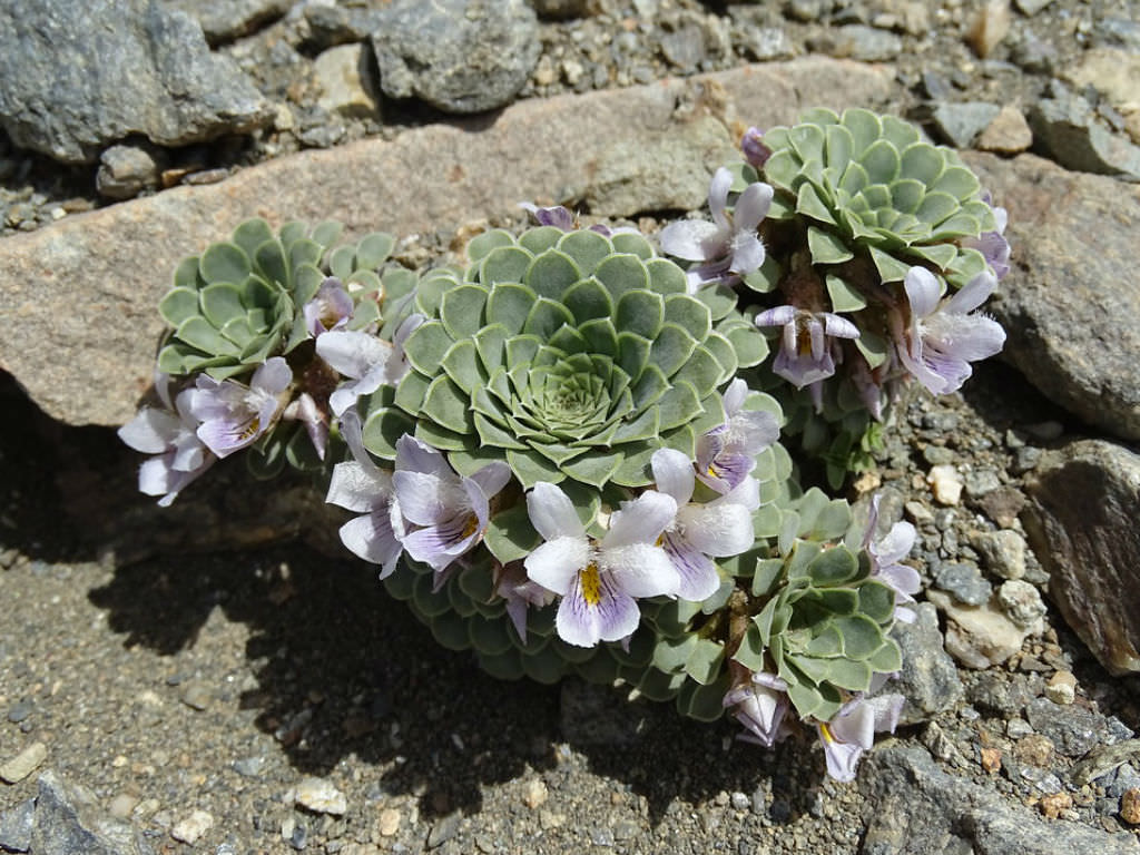 Grow and Care Rosulate Violas
