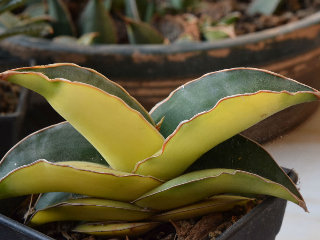 Sansevieria ehrenbergii 'Banana Variegata' - World of Succulents