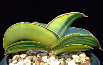 Sansevieria ehrenbergii 'Banana' f. variegata Sansevieria ehrenbergii 'Banana' f. variegata