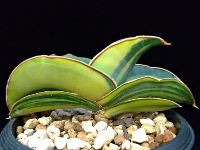 Sansevieria ehrenbergii 'Banana' f. variegata