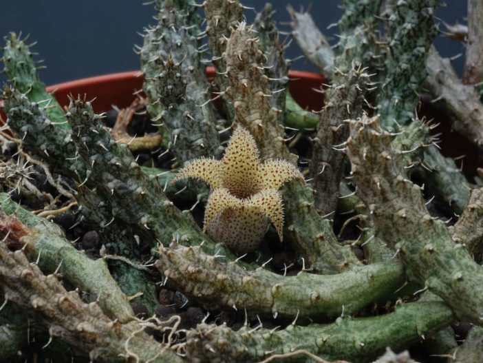 Stapelianthus decaryi