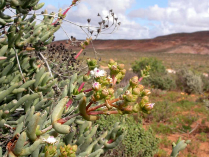 Stoeberia frutescens