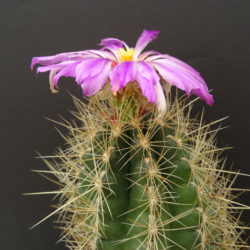 Thelocactus bicolor (Glory of Texas)