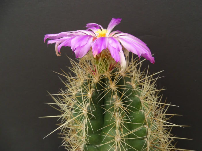 Pink Thelocactus Bicolor Cactus Glory of Texas Seeds