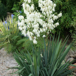 Yucca filamentosa (Adam's Needle) - World of Succulents