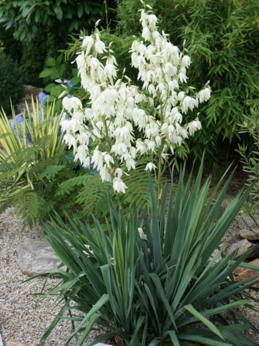 Yucca filamentosa (Adam's Needle) - World of Succulents