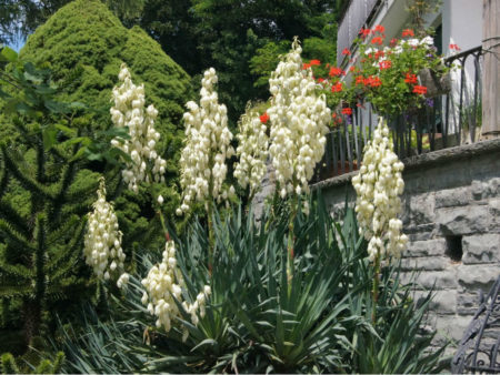 Yucca filamentosa (Adam's Needle) - World of Succulents