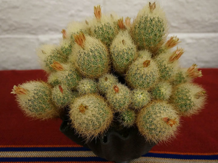 Acharagma roseanum aka Acharagma roseana