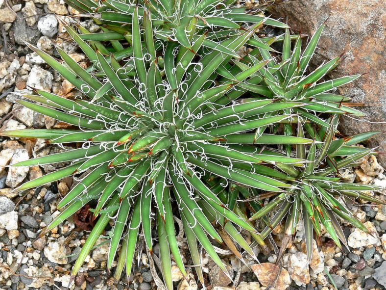 Agave schidigera