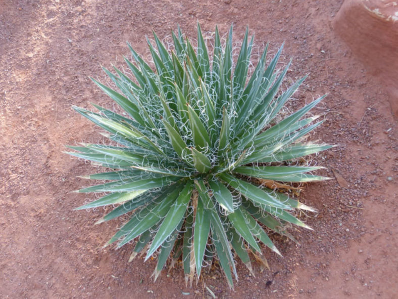 Agave schidigera