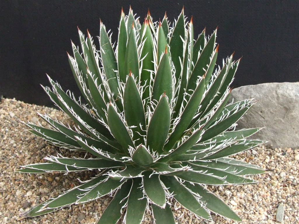 Agave schidigera | World of Succulents