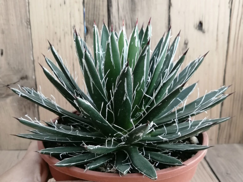 Agave schidigera