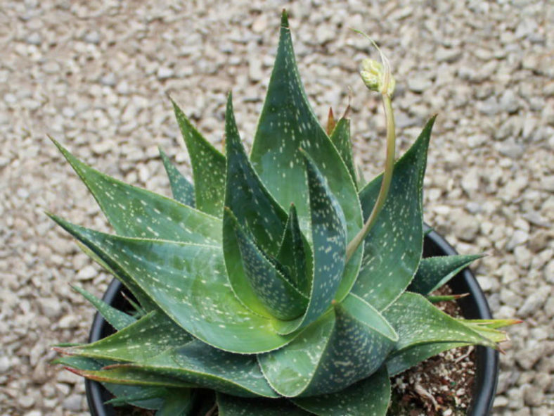 Aloe deltoideodonta